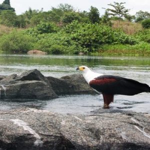 Birding in Kenya