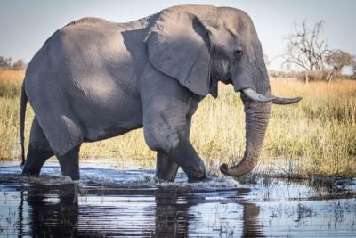 Botwana Okavango Elephant