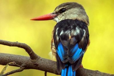 Birding Safaris in Africa | Africa Birding Tours and Holidays
