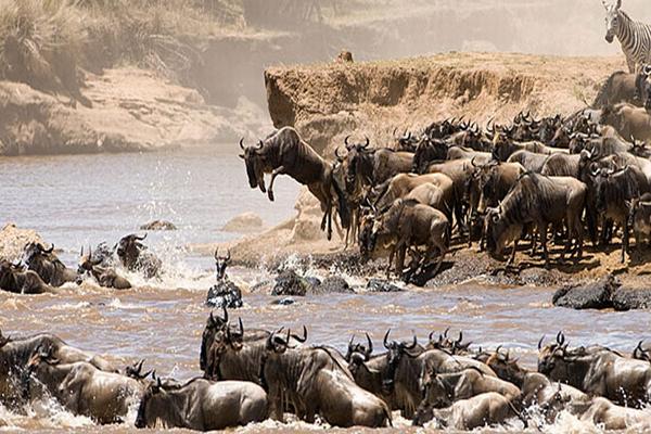 Wildebeest Migration Wildlife Safaris in Masai Mara
