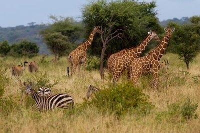 Africa Safari Destinations
