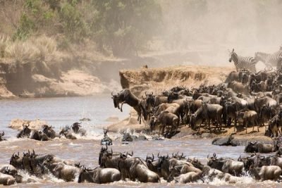 Masai Mara Great Wildebeest Migration Safari