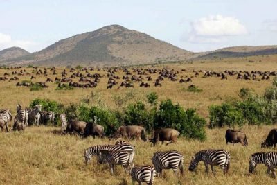 Tanzania wildebeest Migration Safari