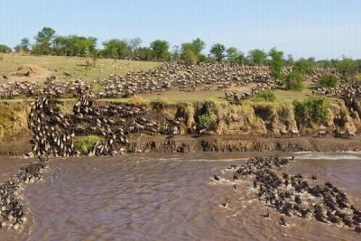 Masai Mara Great Wildebeest Migration Safari