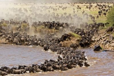 Tanzania wildebeest Migration Safari