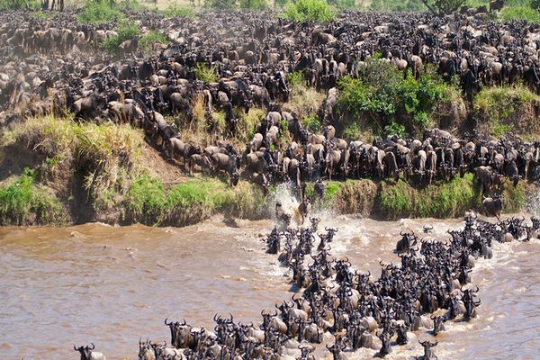 Masai Mara Wildebeest Migration Safari 2019-2020